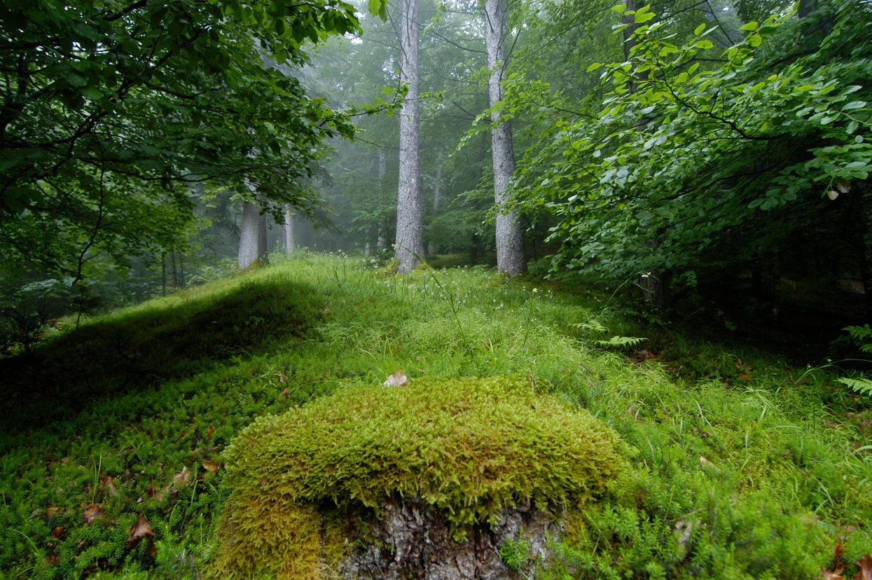 Il bosco | © Archivio APT Val di Sole - Ph Dario Andreis