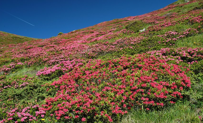 Rododendri in fiore in Val di Sole | © Archivio APT Val di Sole - Ph Tiziano Mochen