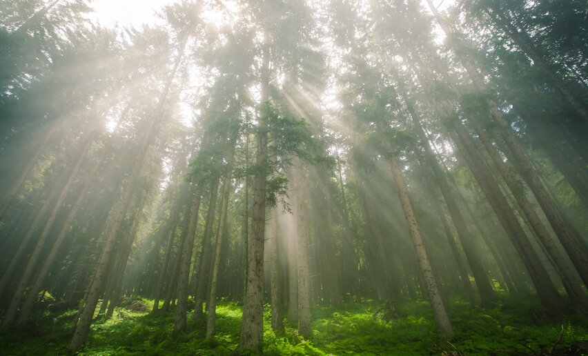 Luce tra gli alberi del bosco | © Archivio APT Val di Sole - Ph Visual Stories