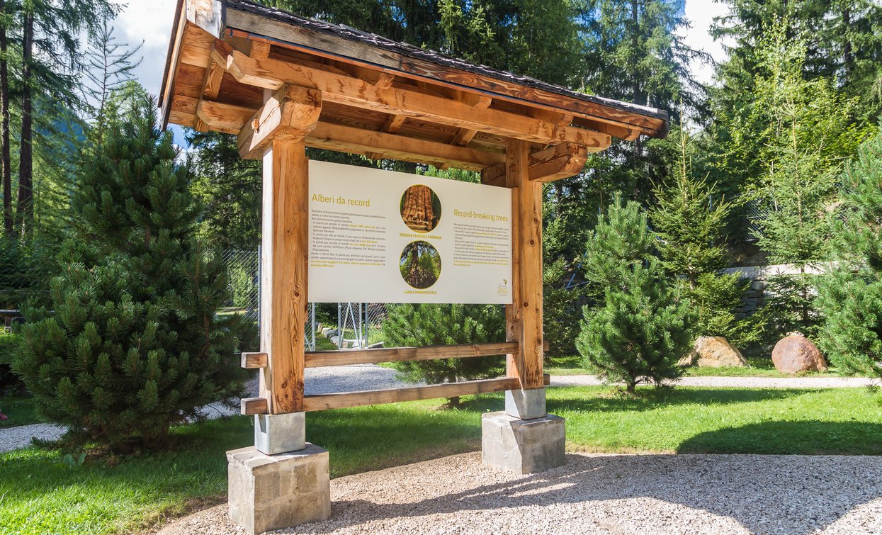 BoscoDerniga Il Vivaio delle Esperienze | © Archivio APT Val di Sole - Ph Riccardo Meneghini