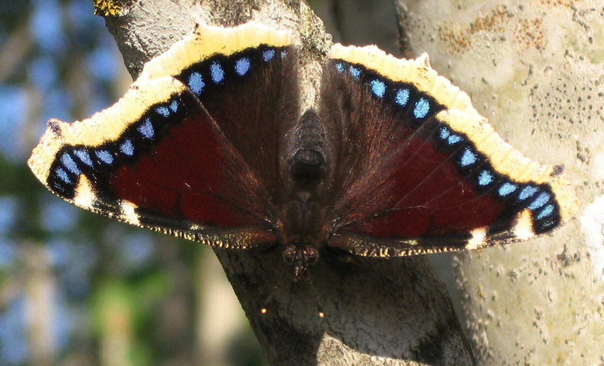 Ontaneta Croviana | © Archivio APT Val di Sole - Ph Riccardo Meneghini