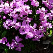 Silene Acauliis, flora nel parco Adamello Brenta Geopark | © Ph Archivio Parco Naturale Adamello Brenta