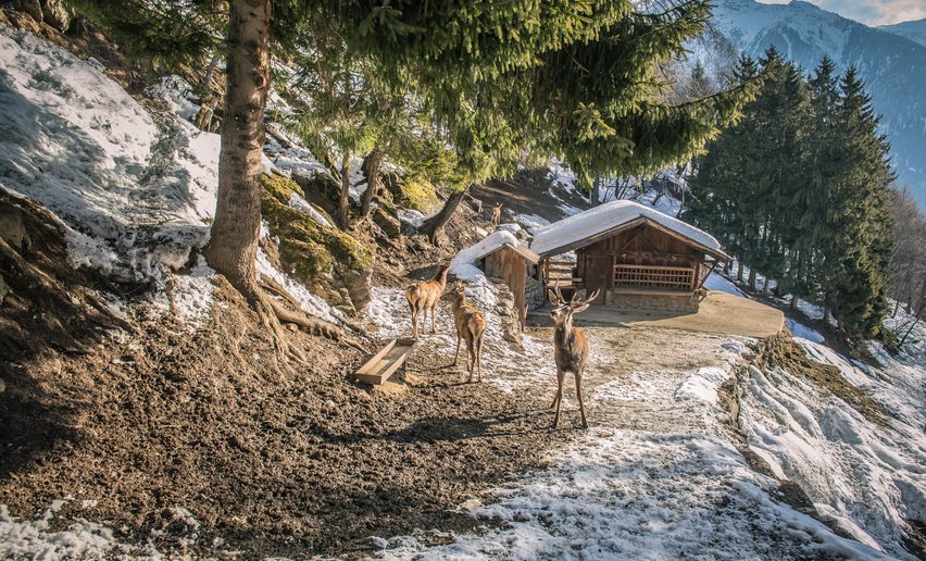 Area faunistica del Parco dello Stelvio a Peio | © Archivio APT Val di Sole - Ph Tommaso Prugnola
