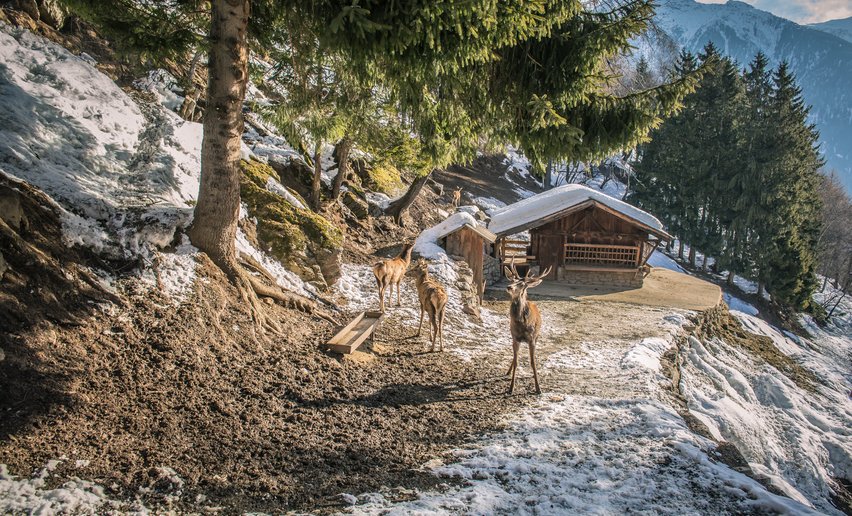 Area faunistica del Parco dello Stelvio a Peio | © Archivio APT Val di Sole - Ph Tommaso Prugnola