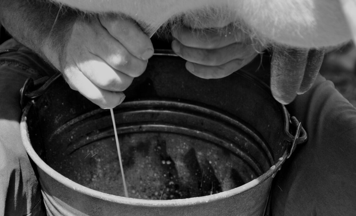 La mungitura  | © Archivio APT Val di Sole - Ph Natale Bertolini 