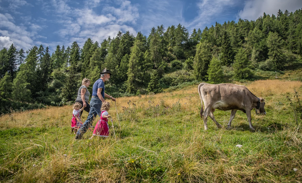 Passeggiata nei dintorni di Malga Bolentina | © Archivio APT Val di Sole - Ph Tommaso Prugnola