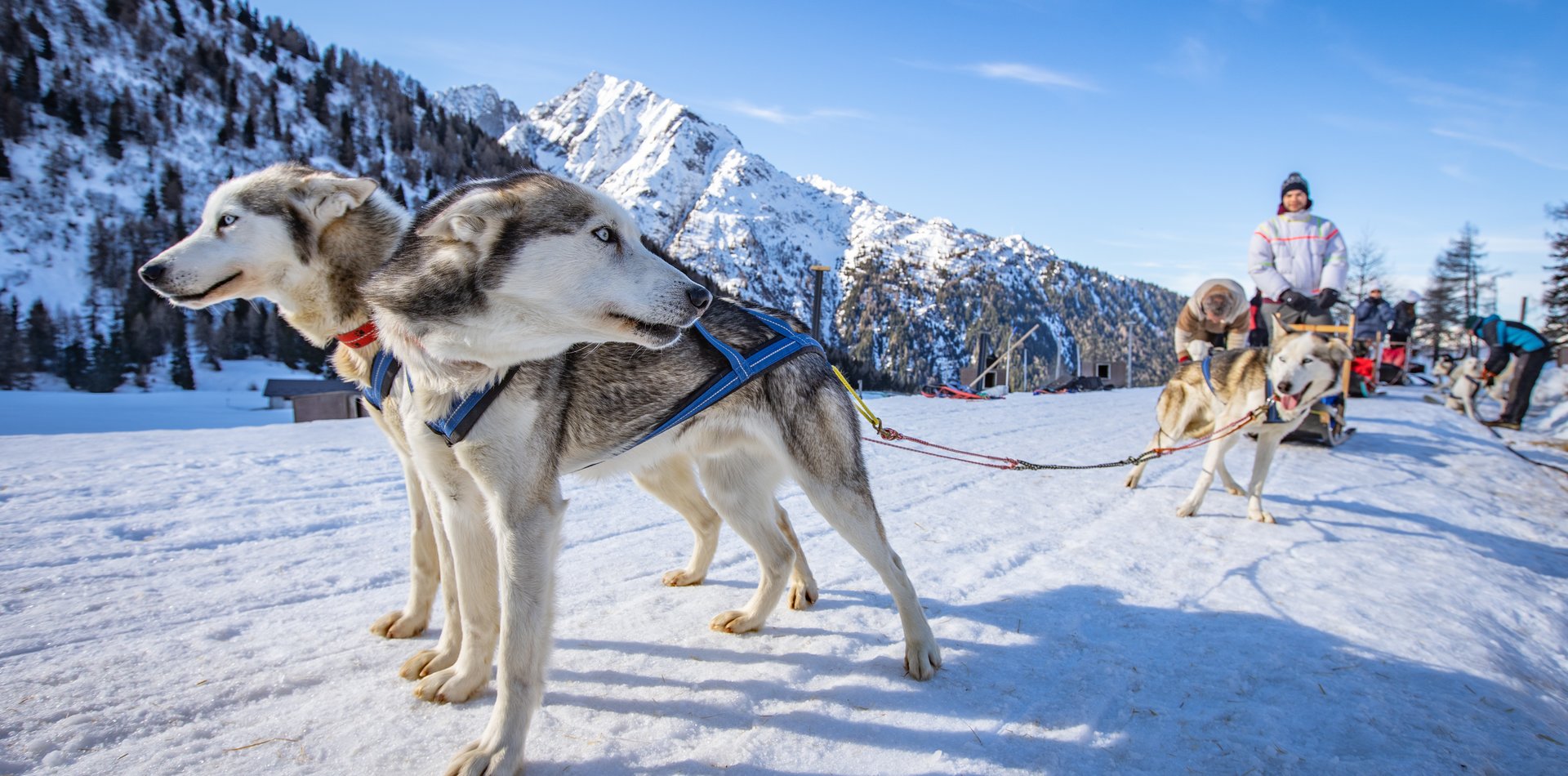 Sleddog a Passo Tonale | © Archivio APT Val di Sole - Ph Tommaso Prugnola