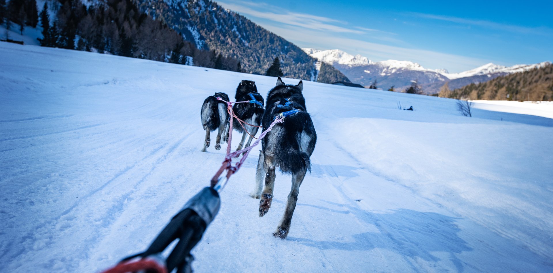 Sleddog a Passo Tonale | © Archivio APT Val di Sole - Ph Tommaso Prugnola