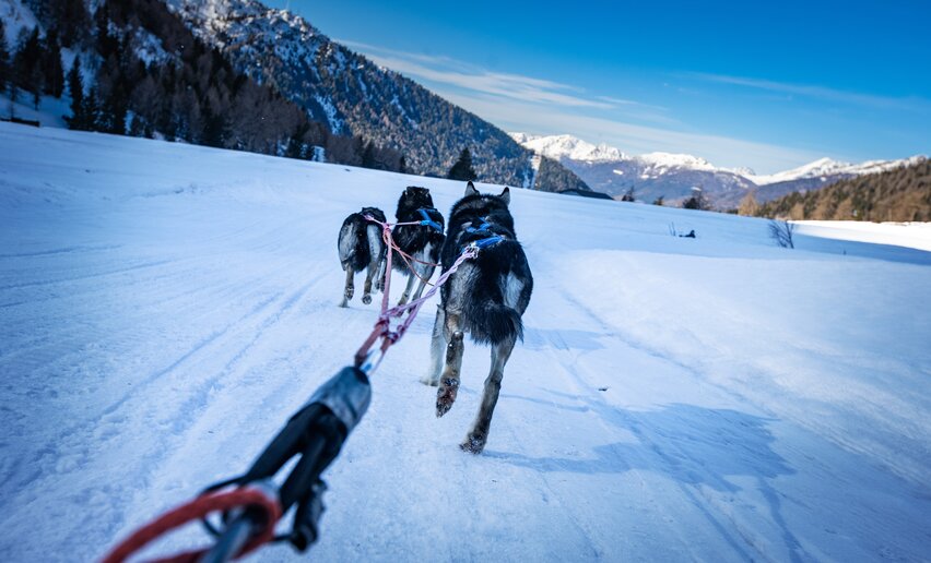 Sleddog a Passo Tonale | © Archivio APT Val di Sole - Ph Tommaso Prugnola