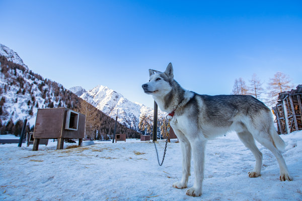 Cane husky che ti guiderà nello sleddog | © Archivio APT Val di Sole - Ph Tommaso Prugnola