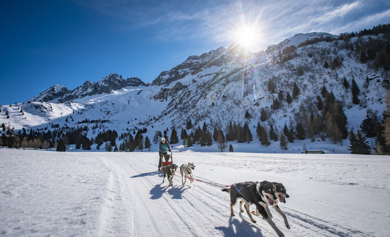 Sleddog in Val di Sole | © Archivio APT Val di Sole - Ph Tommaso Prugnola