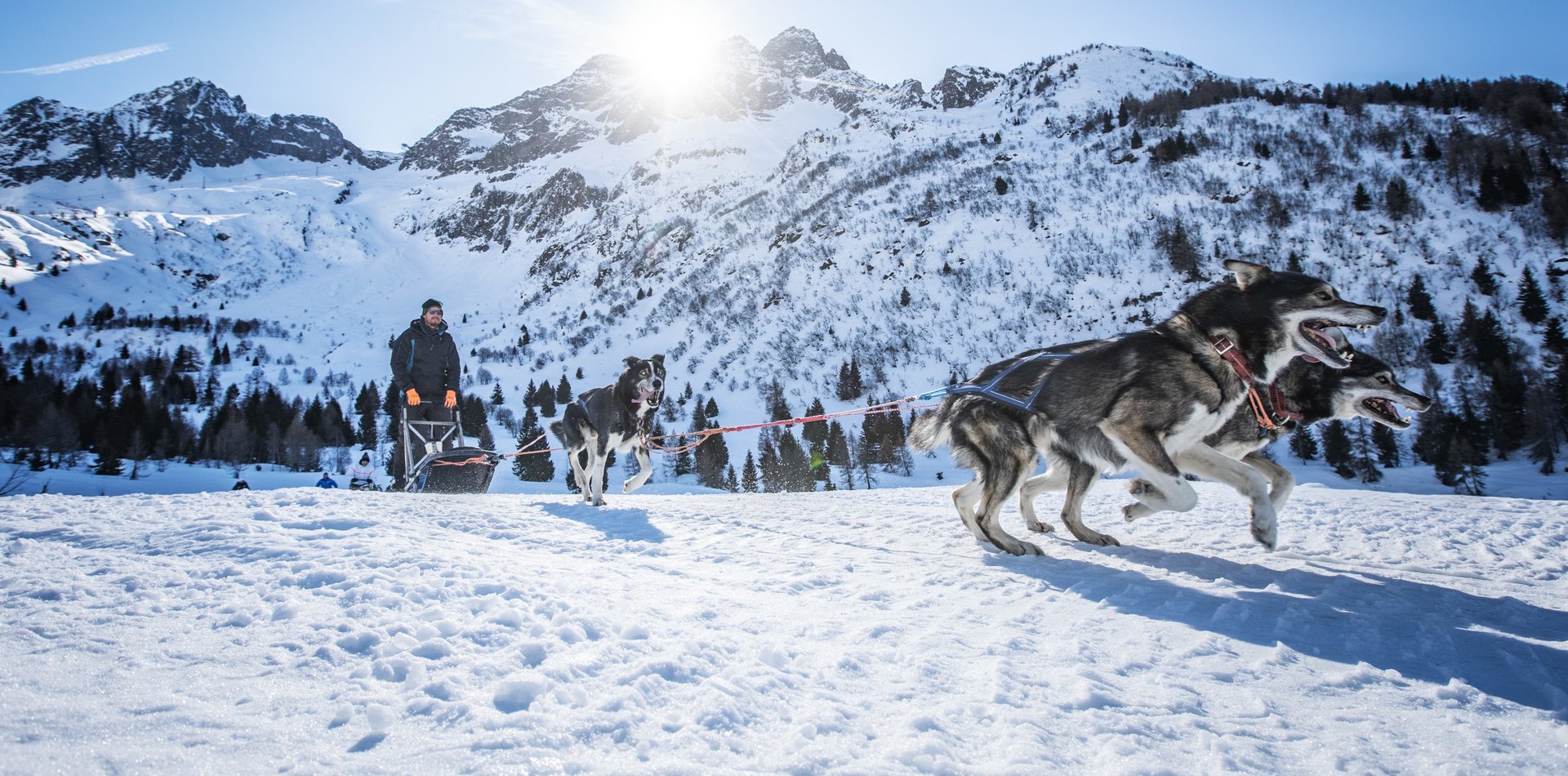 Sleddog in Val di Sole | © Archivio APT Val di Sole - Ph Tommaso Prugnola