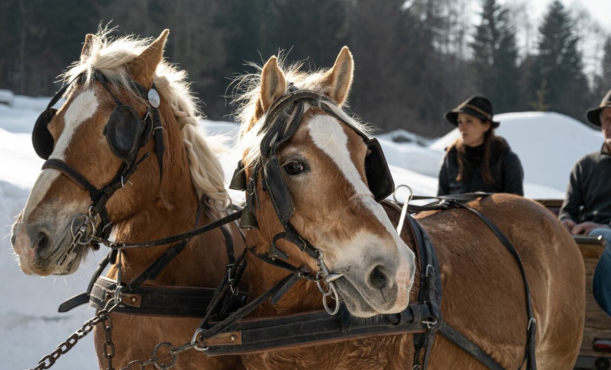 Cavalli - Agritur Bontempelli | © Archivio APT Val di Sole - Ph Elisa Fedrizzi