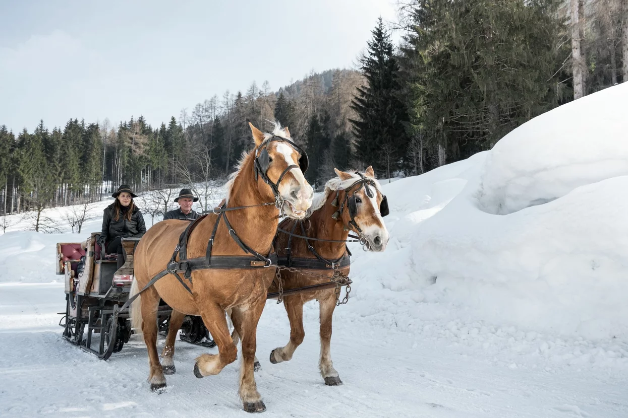 Slitta trainata dai cavalli - Agritur Bontempelli | © Archivio APT Val di Sole - Ph Elisa Fedrizzi 